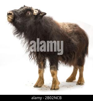 Jeune Muskox, Ovibos moschatus, isolé sur blanc Banque D'Images