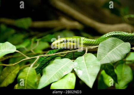 La couleuvre à queue rouge (Gonyosoma oxycephalum, également connue sous le nom de couleuvre à queue arboriale et de nageur à queue rouge) est une espèce de serpent que l'on trouve en Asie du Sud-est. C'est un serpent robuste avec des échelles puissantes et lisses sur son ventre qui est idéal pour l'escalade des arbres et à travers les branches. Il a des échelles plus petites et lisses sur son dos qui est généralement vert vif ou vert clair et peut avoir un motif noir net-comme. Une morphe de couleur grise avec une tête jaune existe à Panay, aux Philippines. Banque D'Images