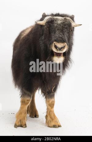 Jeune Muskox, Ovibos moschatus, isolé sur blanc Banque D'Images