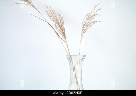 Sécher le Miscanthus, ou l'herbe de silvergrass dans un vase en verre Banque D'Images