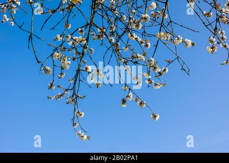 De délicates grappes de petites fleurs blanches annoncent l'arrivée du printemps selon ce Prunus avium arbre à près de cinquante ans dans un g anglais Banque D'Images