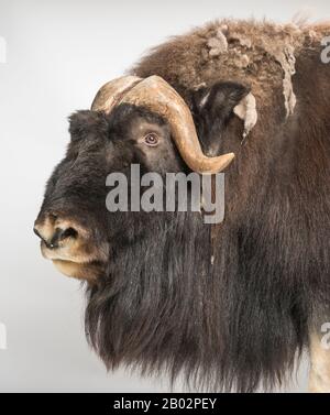 Muskox, Ovibos Moschatus, isolé sur blanc Banque D'Images