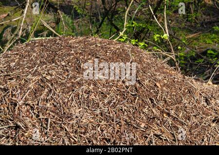 Vue sur l'anthelle de la forêt. Anthill avec colonie de fourmis dans la forêt sauvage scène. Faune de la nature, gros plan. Banque D'Images