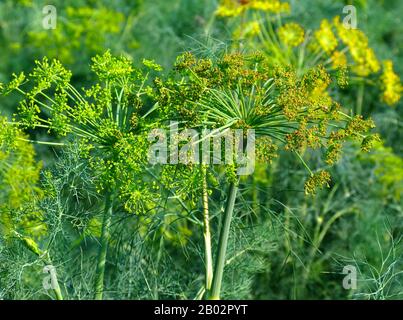 fermeture des plantes de l'aneth vert et jaune. concept agricole et agricole. épices et condiments. ingrédient de cornichon de l'aneth. production alimentaire biologique. Banque D'Images