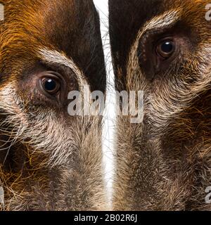 Gros plan sur deux têtes de cochon Bush, Potamochoerus porcus Banque D'Images