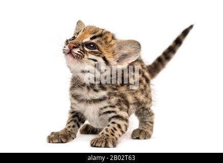 Oncilla debout, lookup, attentif, Leopardus tigrinus, 5 semaines, isolé sur blanc Banque D'Images