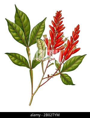 Quassia est un genre de flore de la famille des Simaroubaceae. Sa taille est contestée; certains botanistes la traitent comme composée d'une seule espèce, Quassia amara de l'Amérique du Sud tropicale, tandis que d'autres la traitent dans une large circonscription comme un genre pantropical contenant jusqu'à 40 espèces d'arbres et d'arbustes. Le genre a été nommé d'après un ancien esclave du Surinam, Graran Quassi au XVIIIe siècle. Il a découvert les propriétés médicinales de l'écorce de Quassia amara. Banque D'Images