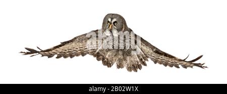 Vue latérale d'un grand hibou gris volant, Strix nébuleuse, isolé sur blanc Banque D'Images