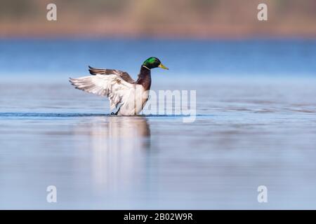 Le malard mâle répand des ailes dans le lac en lumière du soleil du matin. Vue latérale. Banque D'Images