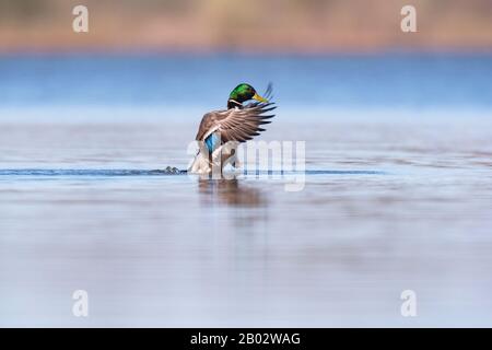Le malard mâle répand des ailes dans le lac en lumière du soleil du matin. Vue latérale. Banque D'Images