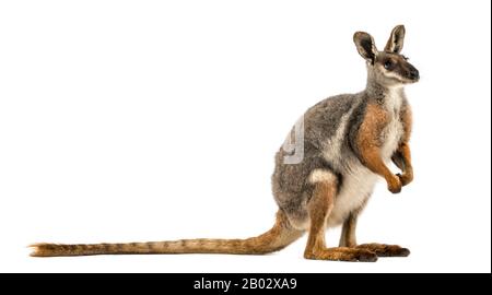 Vue latérale d'un wallaby à pieds jaunes debout, regardant loin, Petrogale xanthopus, isolé sur blanc Banque D'Images