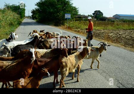 Poros, Grèce - 18 septembre 2016 : troupeau de chèvres non identifié avec des chèvres dans la région d'Evros Banque D'Images