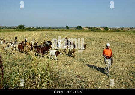 Poros, Grèce - 18 septembre 2016 : troupeau de chèvres non identifié avec des chèvres dans le delta d'Evros Banque D'Images