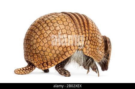 Armadillo brésilien à trois bandes, Tolypeutes tricinctus - 4 ans Banque D'Images