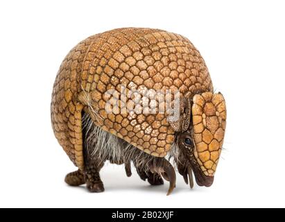 Armadillo brésilien à trois bandes, Tolypeutes tricinctus - 4 ans Banque D'Images