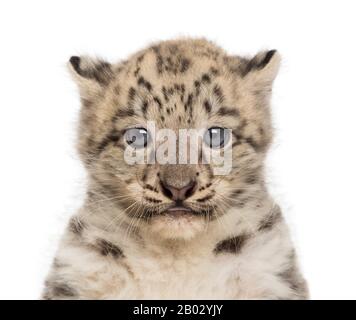 snow Leopard cub, Panthera uncia, 1,5 mois Banque D'Images