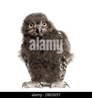 Chouette enneigée, Bubo scandiacus, 40 jours Banque D'Images