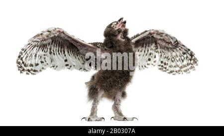 Chouette enneigée, Bubo scandiacus, en répandant ses ailes, 40 jours Banque D'Images