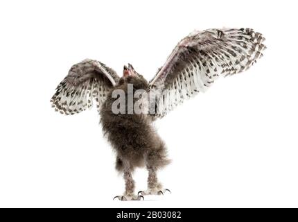 Chouette enneigée, Bubo scandiacus, en répandant ses ailes, 40 jours Banque D'Images