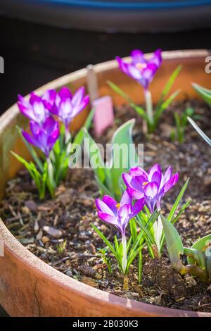 Les crocuses violettes dans un patio planteur ajoutent une couleur vitale à un jardin anglais de fin d'hiver Banque D'Images