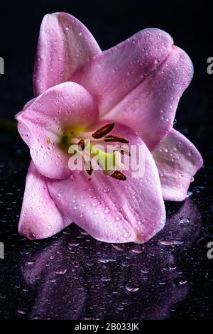 Gros plan d'une belle fleur de lys rose sur une surface sombre avec des gouttes d'eau Banque D'Images