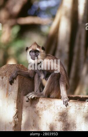 Les langeurs gris ou les langeurs Hanuman, les langeurs les plus répandus du sous-continent indien, sont un groupe de singes du Vieux monde qui constituent l'ensemble du genre Semnopithecus. Anuradhapura est l'une des anciennes capitales du Sri Lanka et célèbre pour ses ruines bien préservées. Du 4ème siècle BCE jusqu'au début du XIe siècle ce était la capitale. Pendant cette période, il est resté l'un des centres les plus stables et durables de pouvoir politique et de vie urbaine en Asie du Sud. La ville ancienne, considérée sacrée pour le monde bouddhiste, est aujourd'hui entourée de monastères couvrant une zone de plus Banque D'Images