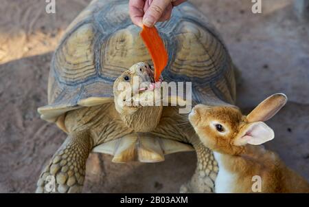 Un lapin et une tortue mangeant une carotte. Banque D'Images