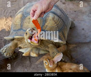 Un lapin et une tortue mangeant une carotte. Banque D'Images