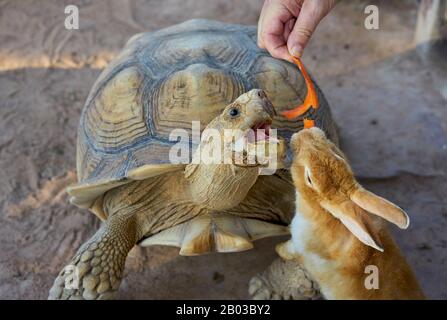 Un lapin et une tortue mangeant une carotte. Banque D'Images