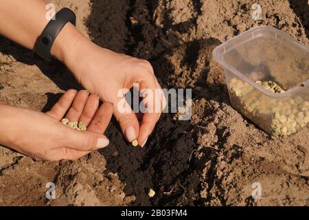 Semer des graines de pois verts sur les lits. Travailler dans le jardin. Banque D'Images