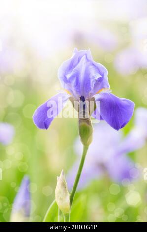 Iris Violet. Belle fleur de jardin close up sur fond vert Banque D'Images