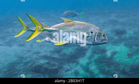 Wild Crevalle Jacks (Caranx hippos) nagent à travers un printemps du centre de la Floride. Aussi appelés Noirs communs, ces poissons sont des prédateurs rapides et agiles. Banque D'Images