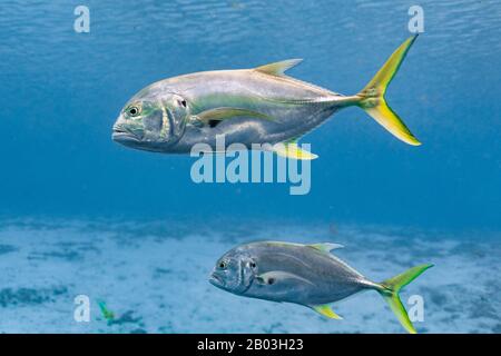 Wild Crevalle Jacks (Caranx hippos) nagent à travers un printemps du centre de la Floride. Aussi appelés Noirs communs, ces poissons sont des prédateurs rapides et agiles. Banque D'Images