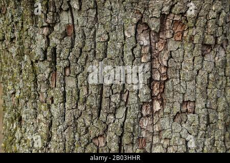 Arrière-plan - Bark de l'arbre de poire près Banque D'Images