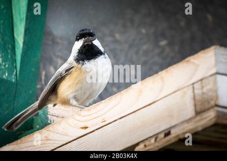 Chickadee à capuchon noir à un oiseau de l'engraissement pendant l'hiver. Banque D'Images