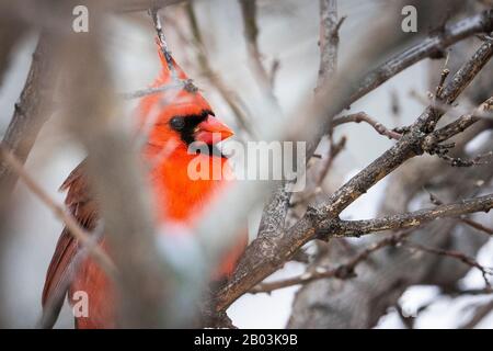 Cardinal du nord perché près d'un oiseau en hiver. Banque D'Images