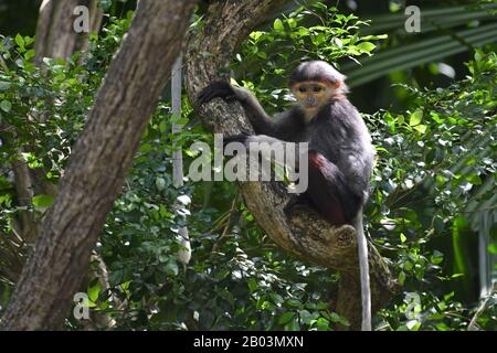 Singapour. 18 février 2020. Un bébé douc langur à chagre rouge est vu au zoo de Singapour le 18 février 2020. Les animaux sous le soin de la réserve de faune de Singapour (WRS) ont donné naissance à plus de 660 bébés et jeunes enfants représentant 121 espèces en 2019. Crédit: Alors Chih Wey/Xinhua/Alay Live News Banque D'Images