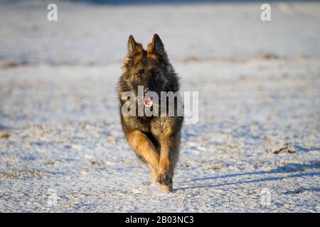 Chien de berger allemand à poil long (chien alsacien) qui s'enjambe dans la neige Banque D'Images