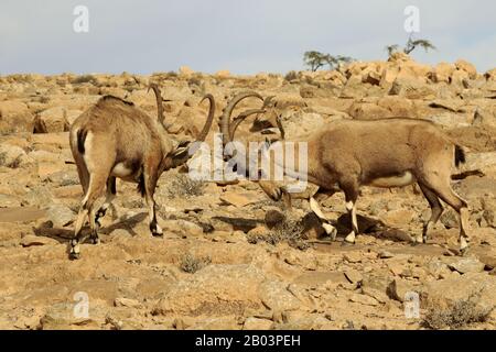 Lutte de l'Ibex dans le désert de Neguev Banque D'Images