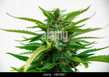 Usine de marijuana TNT Kush Eva Seeds Banque D'Images