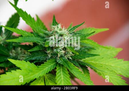 Usine de marijuana TNT Kush Eva Seeds Banque D'Images