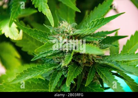 Usine de marijuana TNT Kush Eva Seeds Banque D'Images