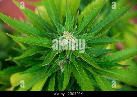 Usine de marijuana TNT Kush Eva Seeds Banque D'Images