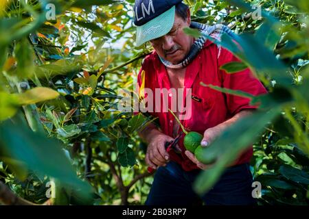 Un ouvrier agricole colombien coupe la tige d'un fruit avocat dans une plantation près de Sonsón, département d'Antioquia, Colombie. Banque D'Images