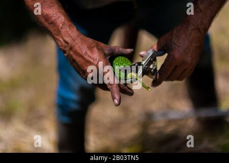 Un ouvrier agricole colombien coupe la tige d'un fruit avocat dans une plantation près de Sonsón, département d'Antioquia, Colombie. Banque D'Images