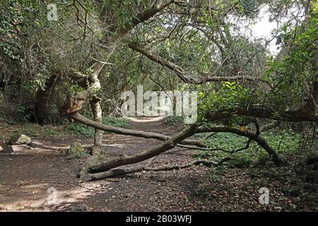 Vue le long d'une piste boisée avec arbre tombé Demi Collared Kingfisher Trail, Garden route National Park, Afrique du Sud Novembre Banque D'Images