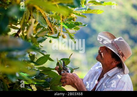 Un ouvrier agricole colombien coupe les tiges des fruits avocat dans une plantation près de Sonsón, département d'Antioquia, Colombie. Banque D'Images