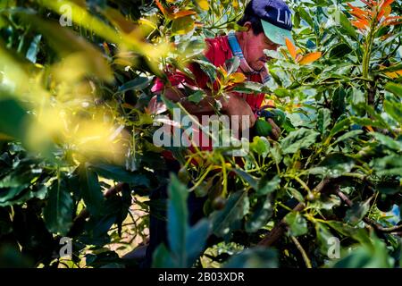 Un ouvrier agricole colombien coupe la tige d'un fruit avocat dans une plantation près de Sonsón, département d'Antioquia, Colombie. Banque D'Images