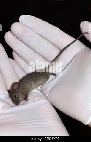 Souris maison morte (Mus musculus) dans un laboratoire d'essai Banque D'Images