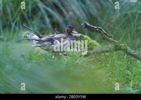 Canard colvert entre l'herbe haute au bord de l'étang. Banque D'Images